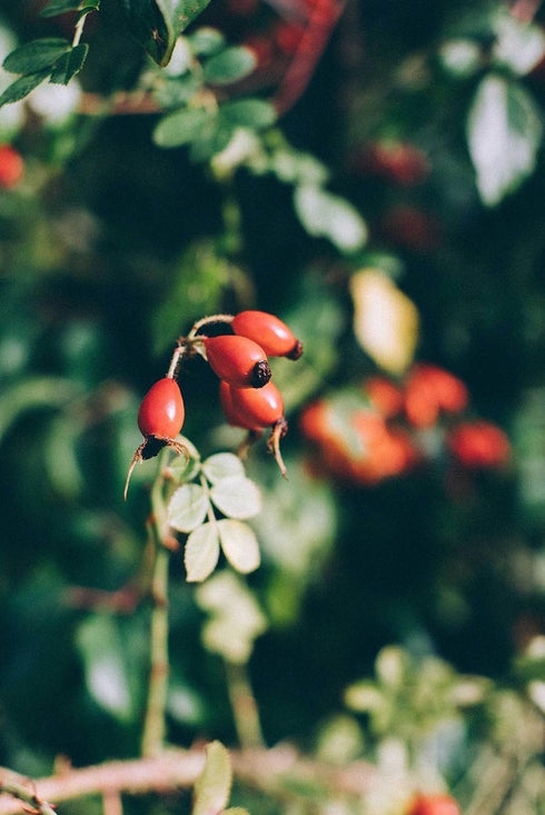 DRY SKIN | ROSE & ROSEHIP